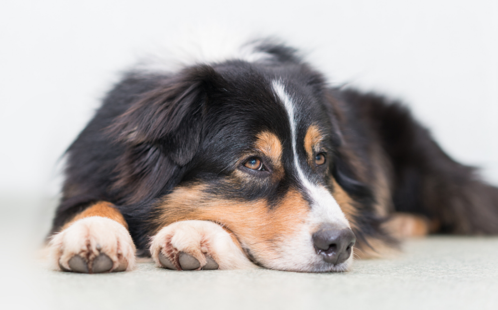 Nouvelle Loi Sur L Encadrement Des Chiens Ville De Bonaventure