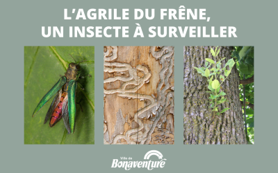 L’AGRILE DU FRÊNE, UN INSECTE À SURVEILLER